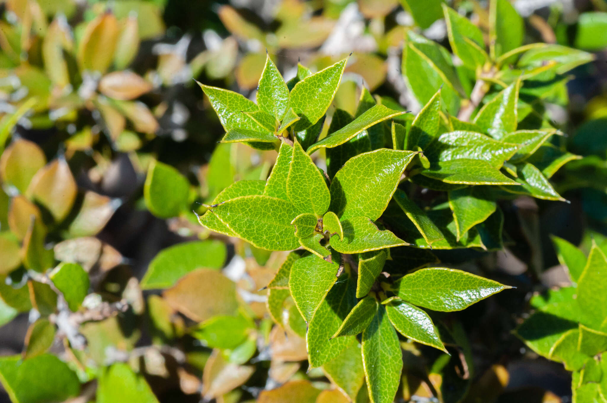 Image of Diospyros grisebachii (Hiern) Standl.