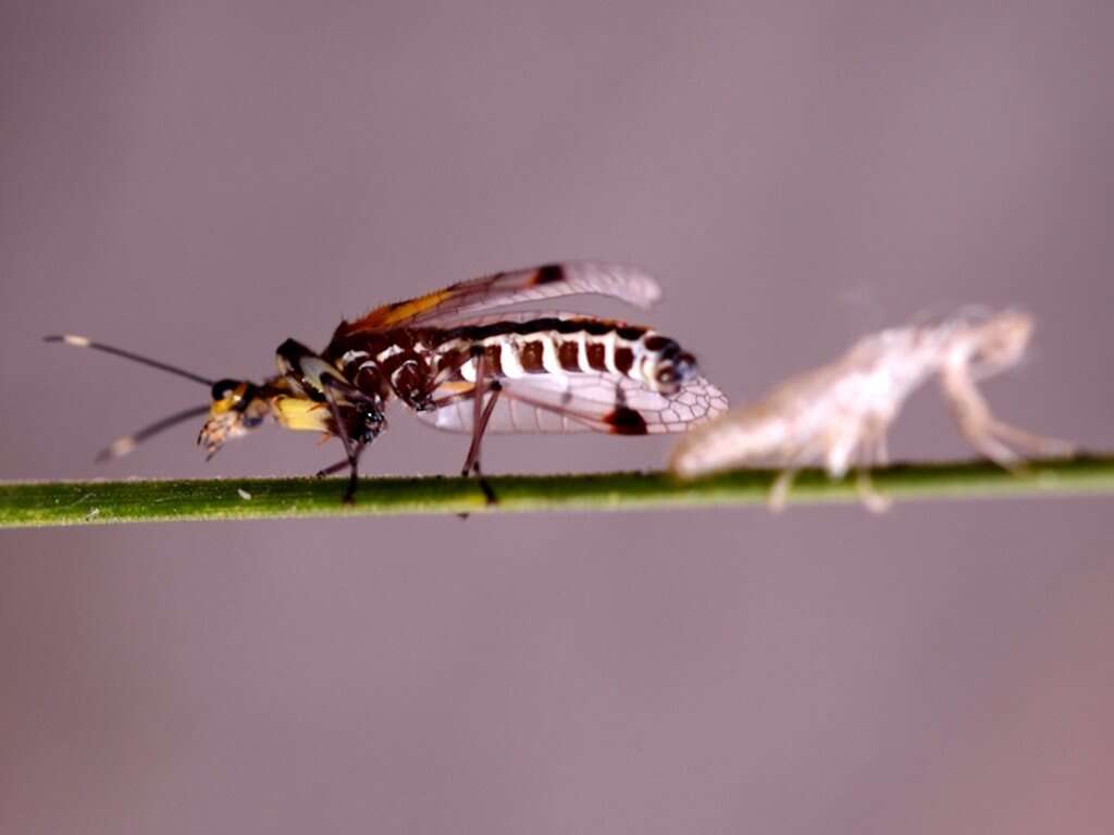 Image of Calomantispa venusta Lambkin 1986