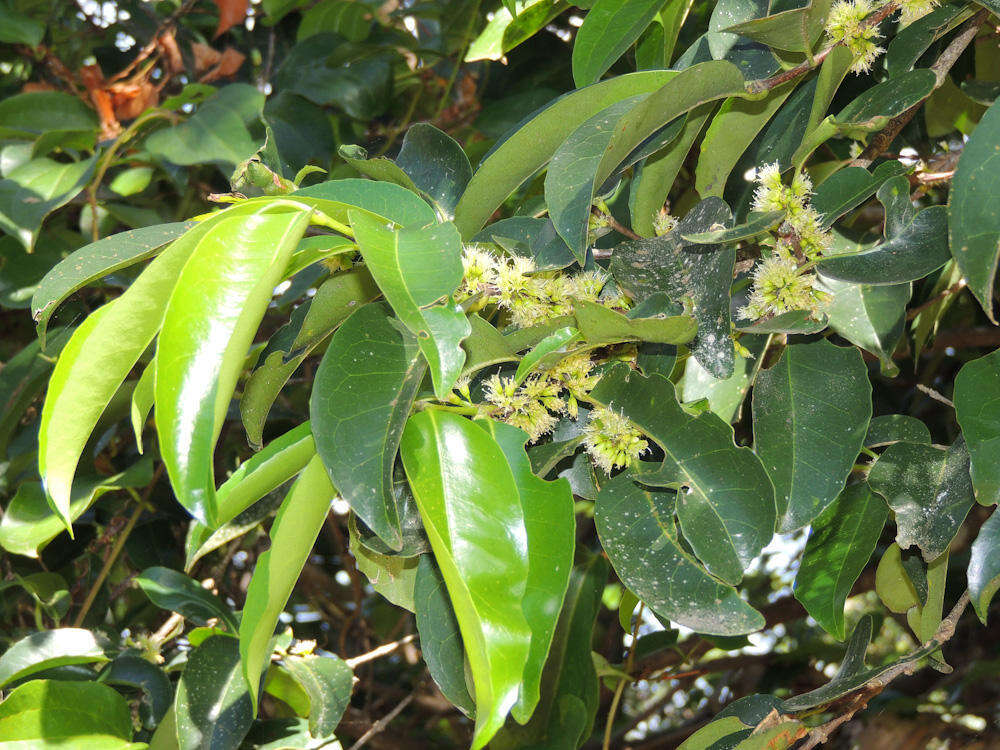 Image of Large-leaved onionwood