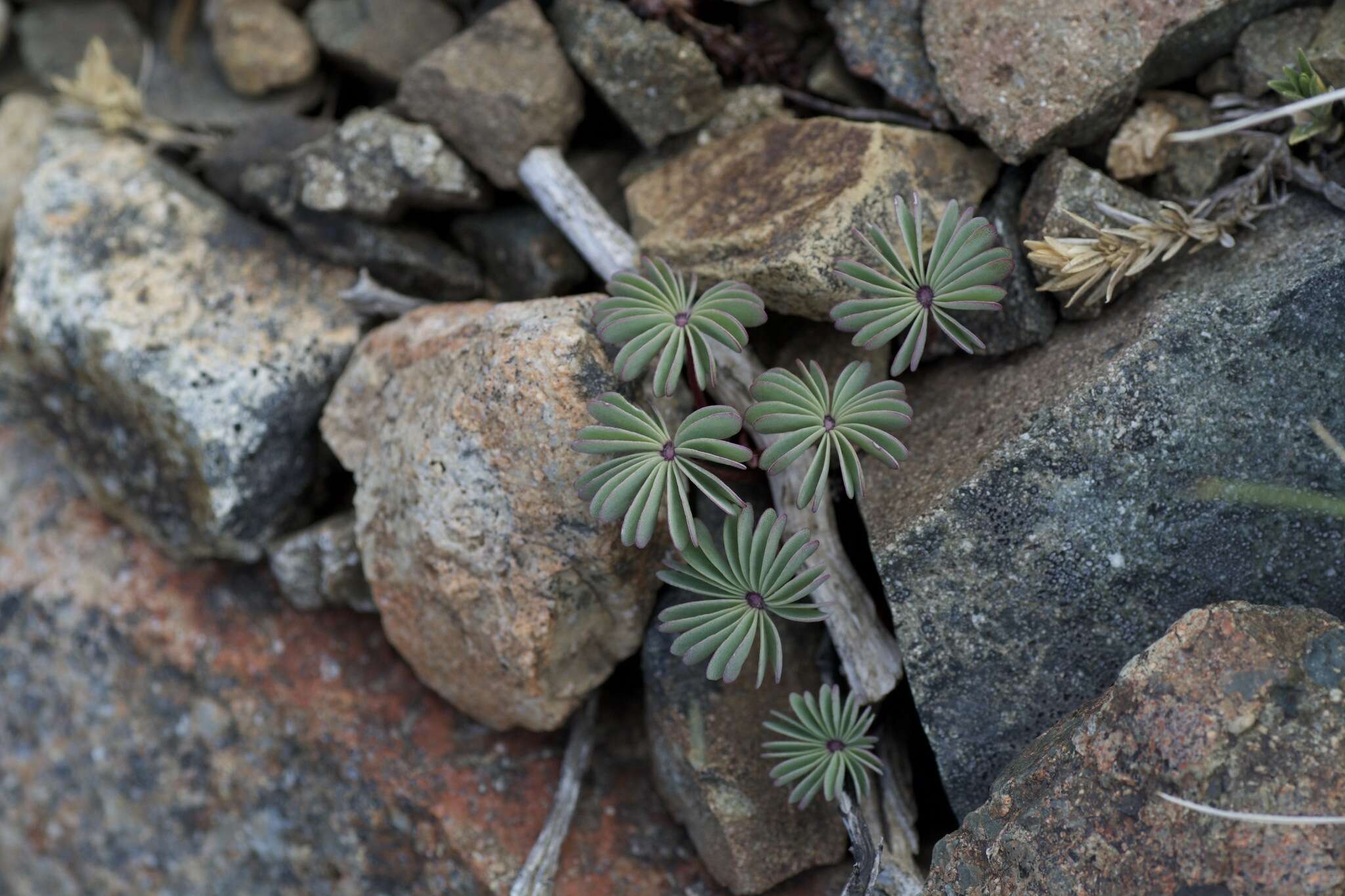 Слика од Oxalis adenophylla Gill.