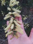 Acacia oxycedrus Sieber ex DC.的圖片