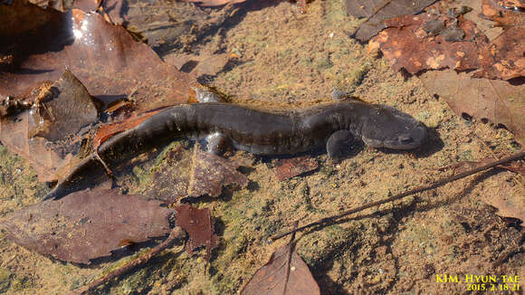 Image of Kori salamander