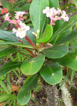 Imagem de Euphorbia lophogona Lam.