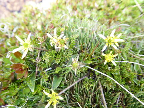 Image of Ranunculus gracilipes Hook. fil.