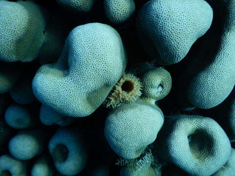 Image of cactus coral