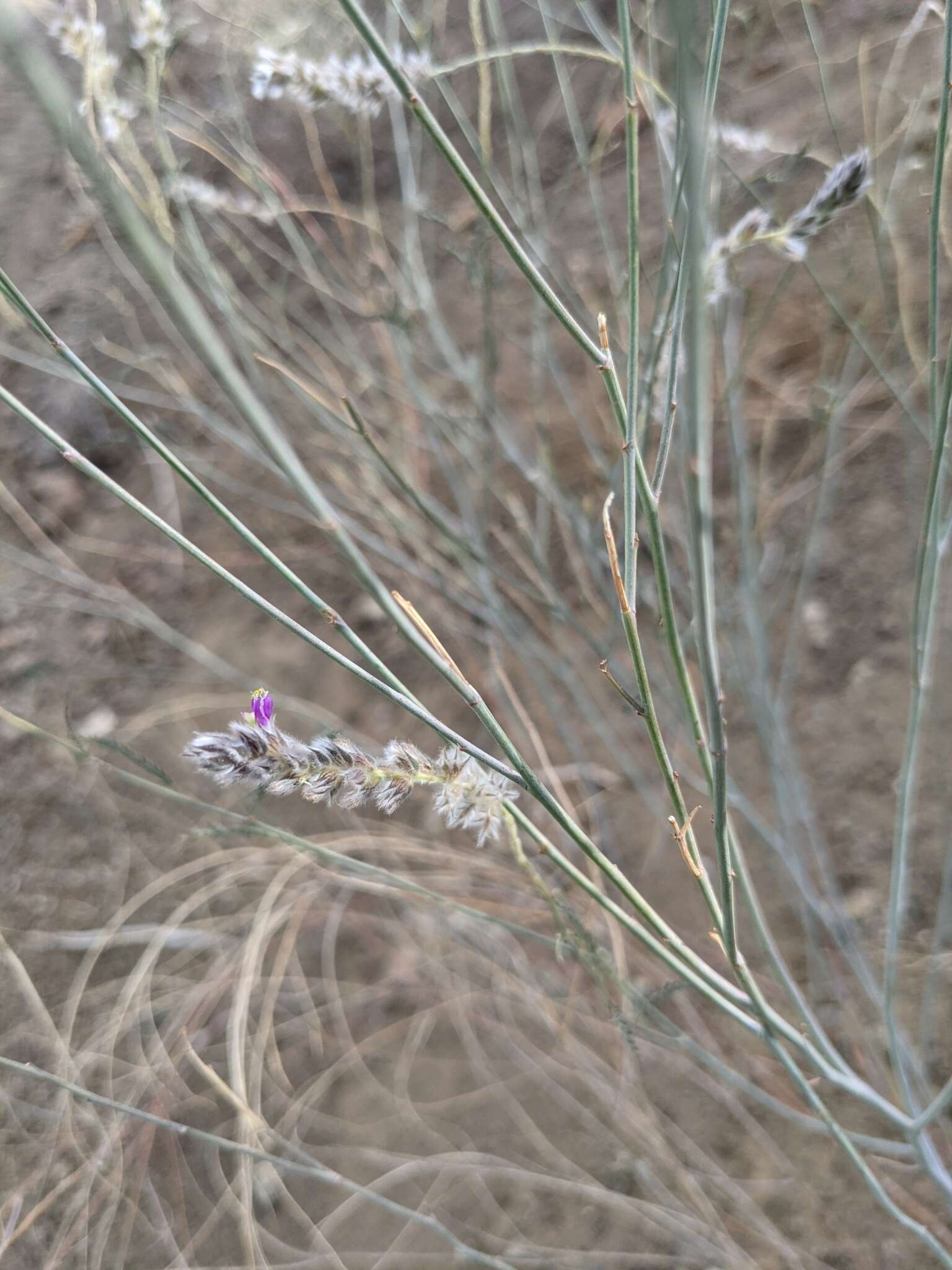 Image of Pringle's prairie clover