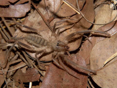 Image of Solpugassa clavata Roewer 1933