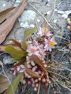 Image of Ochna arenaria De Wild. & Dur.