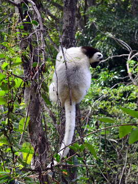 Image of Verreaux's Sifaka