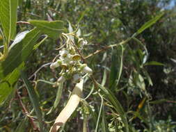 Escallonia angustifolia C. Presl resmi