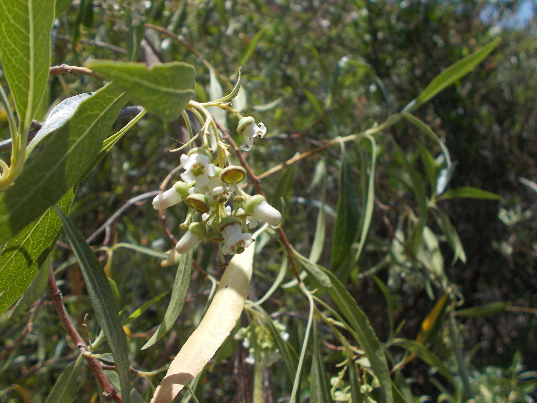 Escallonia angustifolia C. Presl resmi