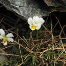 Sivun Viola crassiuscula Bory kuva