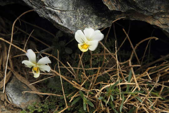 Image of Viola crassiuscula Bory