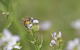 Image of Andrena savignyi Spinola 1838