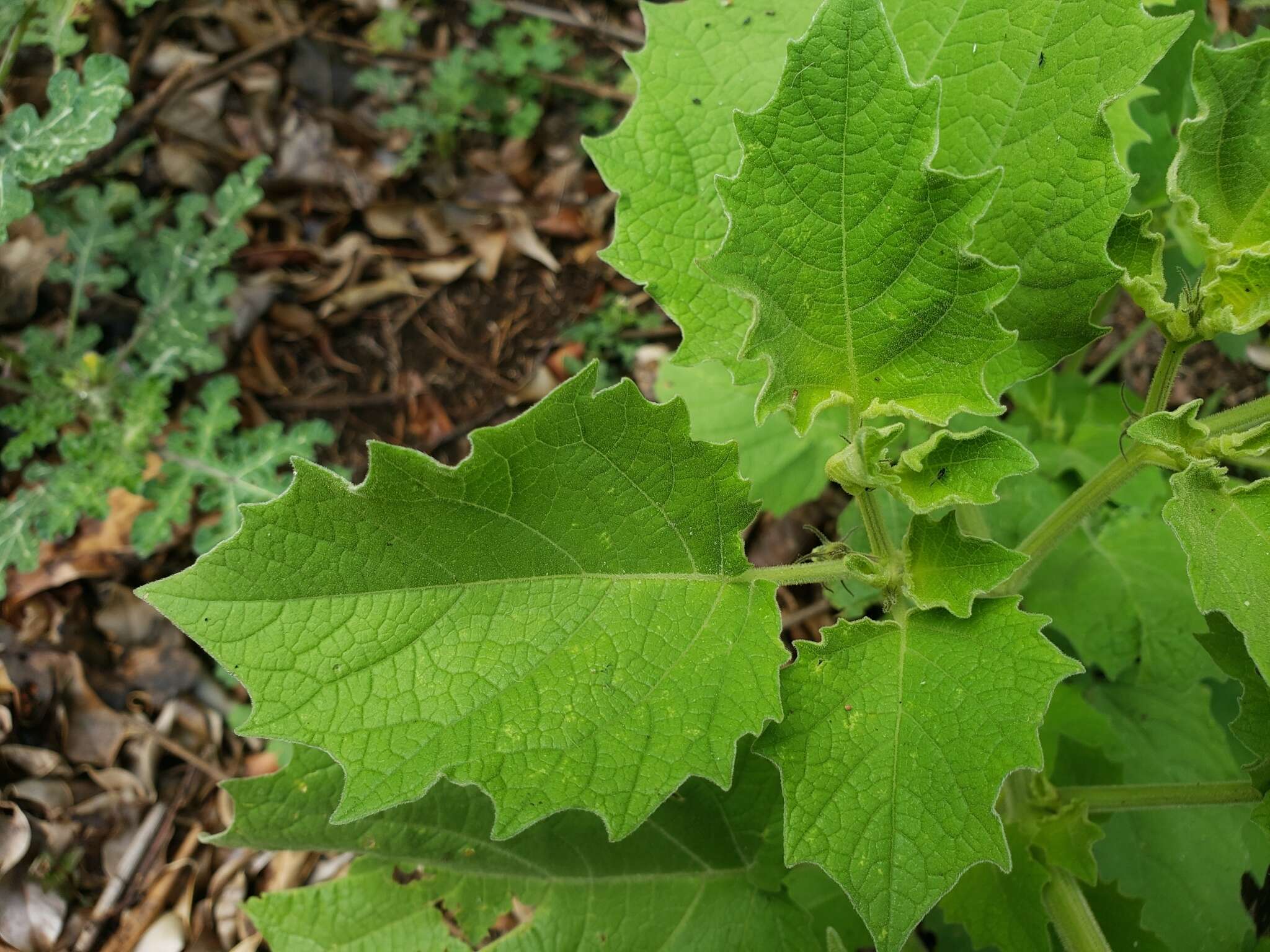 Plancia ëd Physalis nicandroides Schltdl.