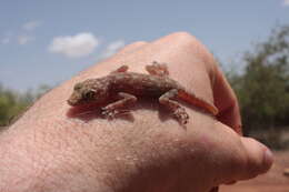 Image of Sahelian Fan-toed Gecko