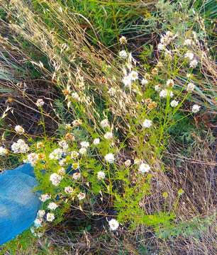 Image of roundhead prairie clover