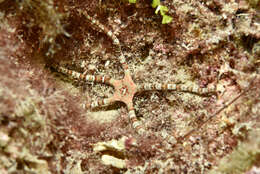 Image of Ophioderma longicaudum (Bruzelius 1805)