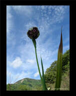 Tigridia meleagris (Lindl.) G. Nicholson的圖片