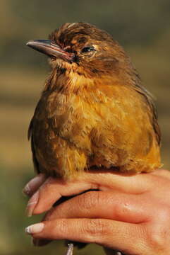 Image of Tawny Antpitta