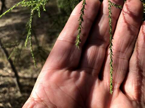 Image of Melaleuca irbyana R. T. Baker