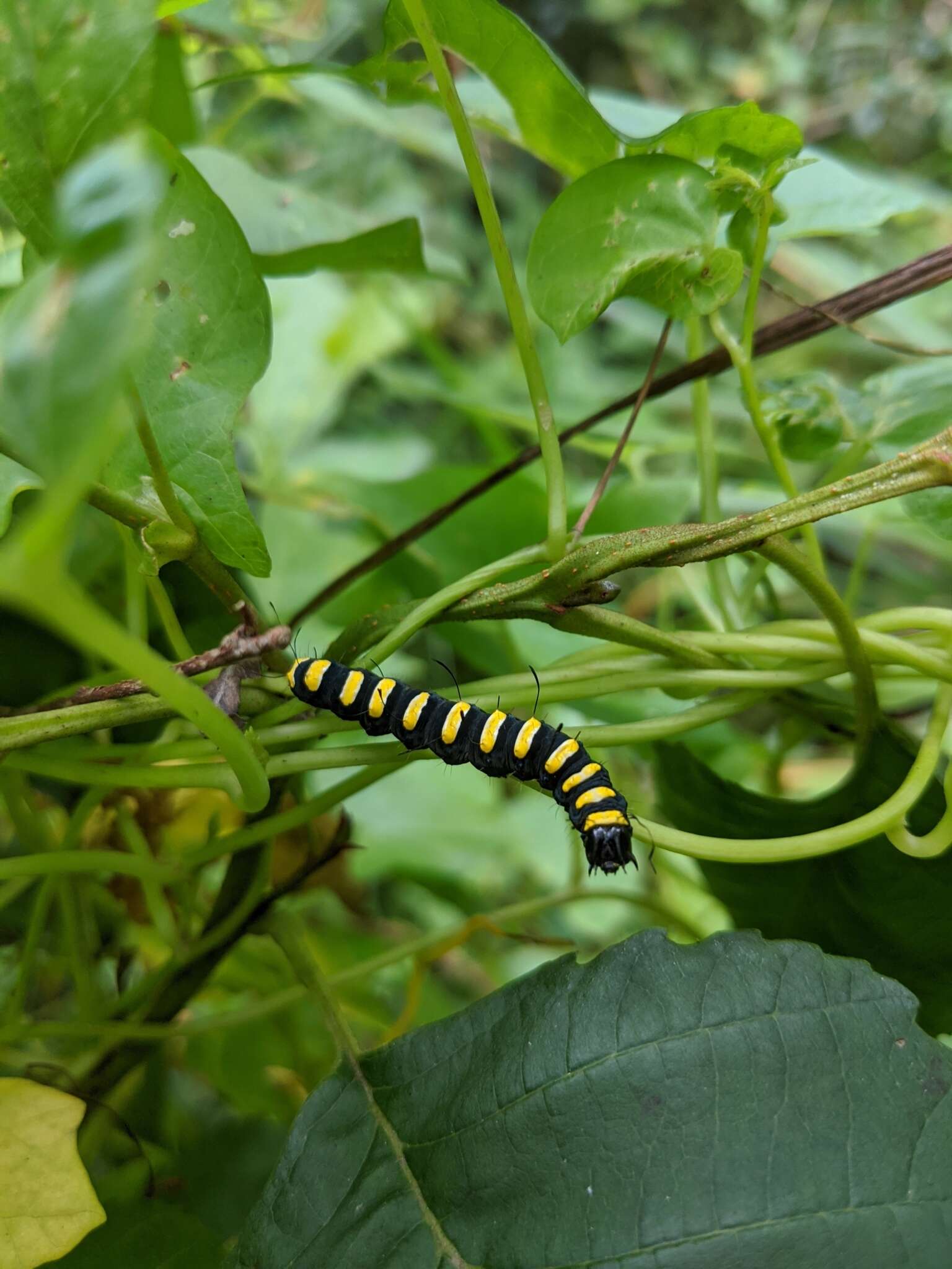 Acronicta alni Linnaeus 1767 resmi