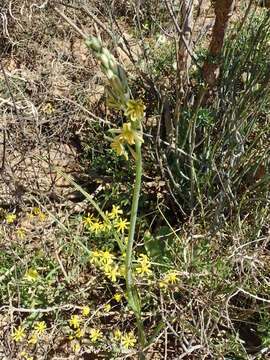 Image of Albuca suaveolens (Jacq.) J. C. Manning & Goldblatt