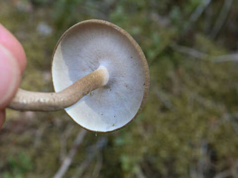 Image de Lentinus substrictus (Bolton) Zmitr. & Kovalenko 2016