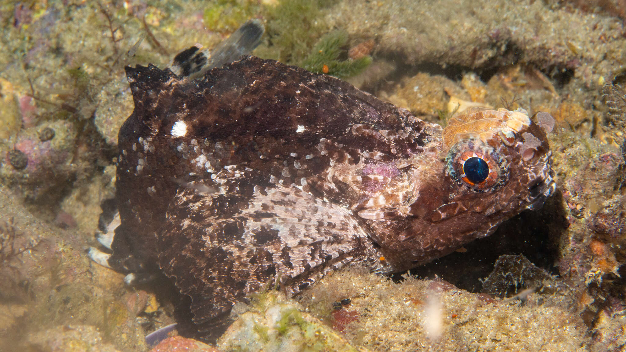 Слика од Glyptauchen panduratus (Richardson 1850)