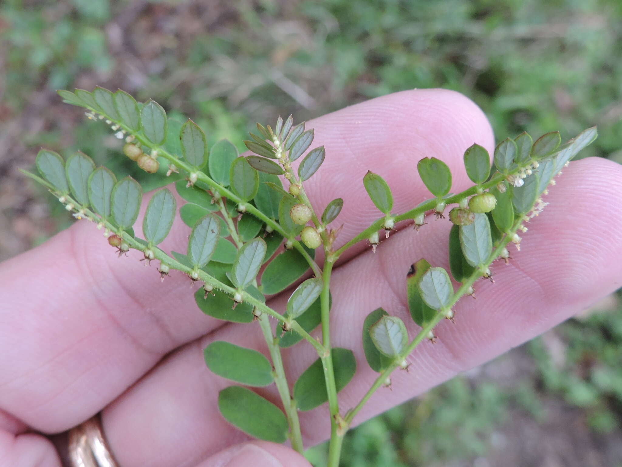 Imagem de Phyllanthus urinaria L.