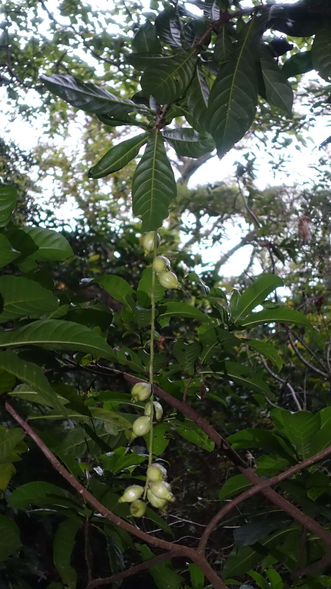 Слика од Barringtonia racemosa (L.) Spreng.