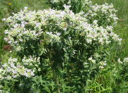 Image of whorled mountainmint