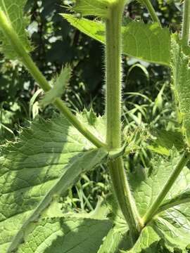 Image of Cirsium carniolicum Scop.