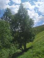 Image of Betula pubescens var. litwinowii (Doluch.) Ashburner & McAll.