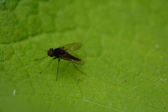 Image of Chrysopilus proximus (Walker 1848)