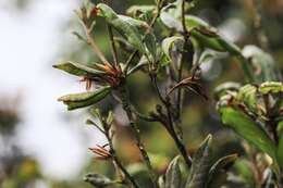 Image of Quercus sessilifolia Blume