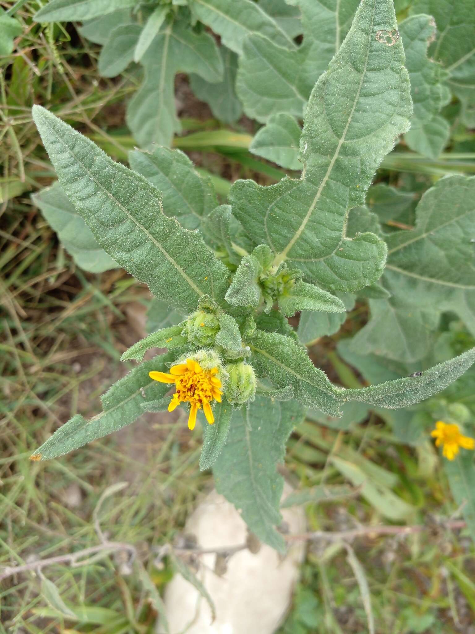 Plancia ëd Simsia foetida (Cav.) Blake