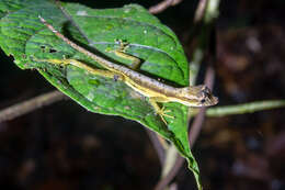Image of Common Forest Anole