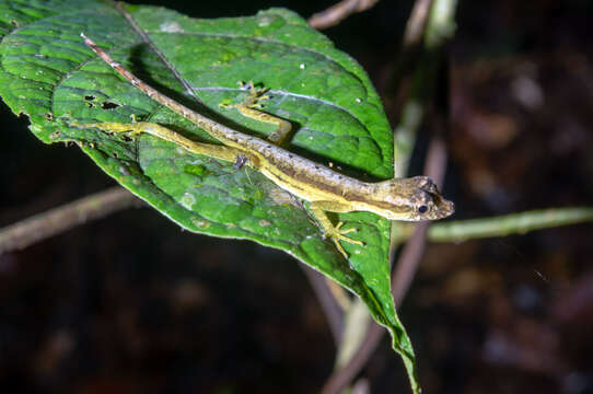 Image of Common Forest Anole