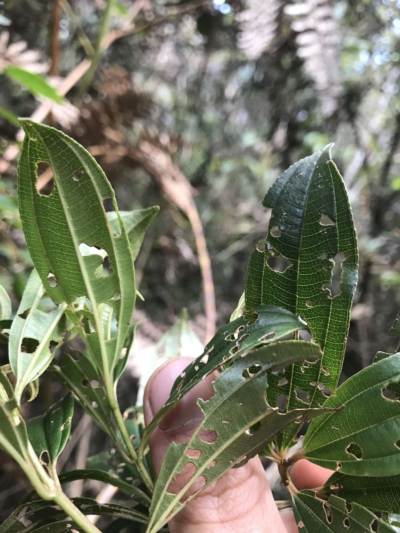 Слика од Miconia theizans (Bonpl.) Cogn.