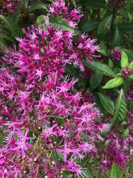 Image of shrubby fuchsia