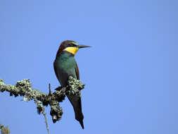 Image of bee-eater, european bee-eater