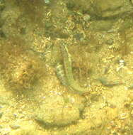 Image of Germain&#39;s blenny