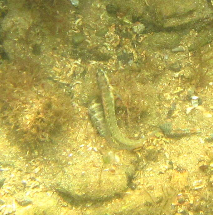 Image of Germain&#39;s blenny