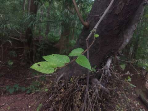 Image of Ficus semicordata Buch. ex J. E. Smith