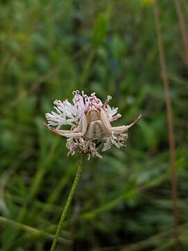 Image of grassleaf Barbara's buttons