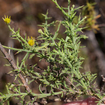 Image of Osteospermum spinosum L.