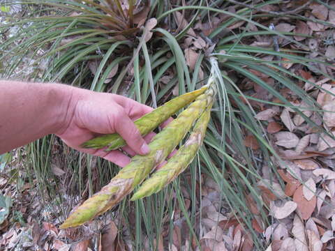 Image of Tillandsia flavobracteata Matuda