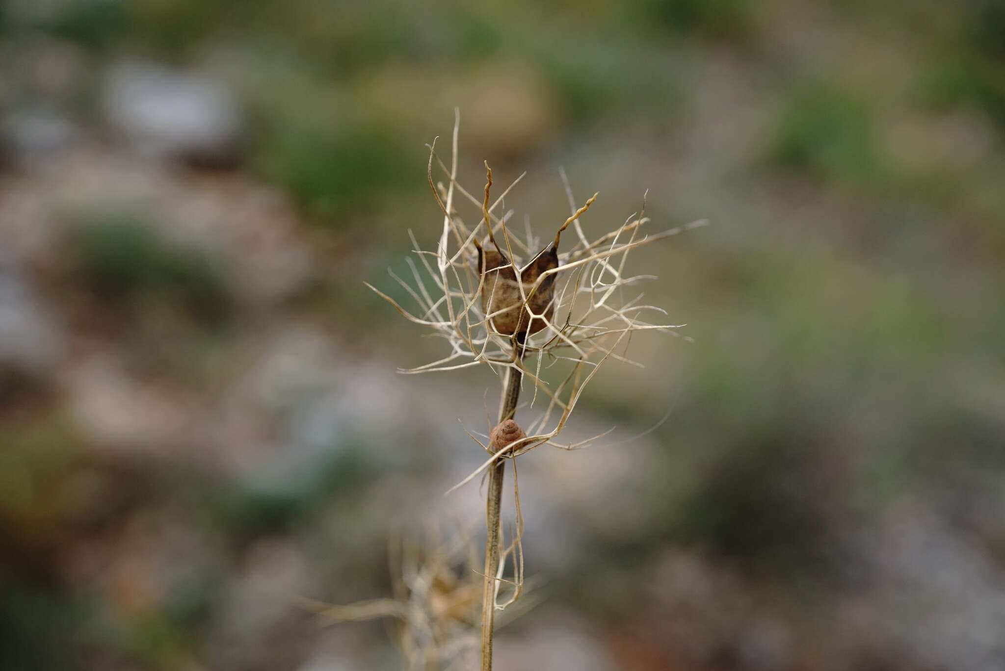 Image of Nigella elata Boiss.