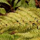 Image of Polystichum pungens (Kaulf.) C. Presl